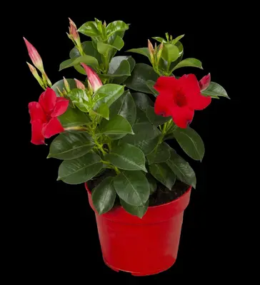 Mandevilla sanderi, rot (Mandevilla) - afbeelding 17