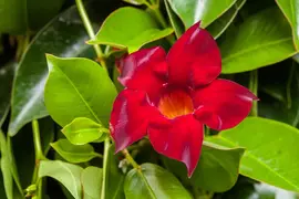 Mandevilla sanderi, rot (Mandevilla) - afbeelding 4