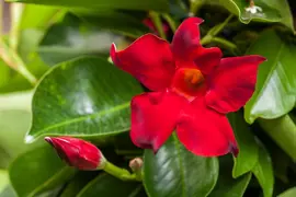 Mandevilla sanderi, rot (Mandevilla) - afbeelding 5