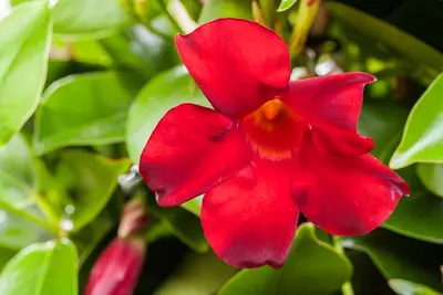 Mandevilla sanderi, rot (Mandevilla) - afbeelding 6