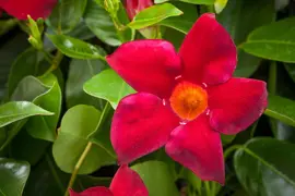 Mandevilla sanderi, rot (Mandevilla) - afbeelding 8