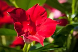 Mandevilla sanderi, rot (Mandevilla) - afbeelding 11