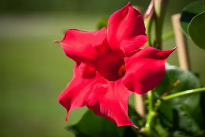 Mandevilla sanderi, rot (Mandevilla) - afbeelding 12