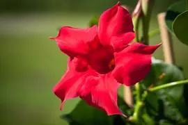 Mandevilla sanderi, rot (Mandevilla) - afbeelding 12