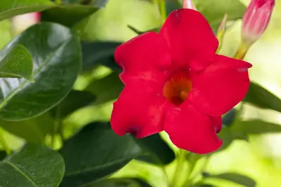 Mandevilla sanderi, rot (Mandevilla) - afbeelding 16