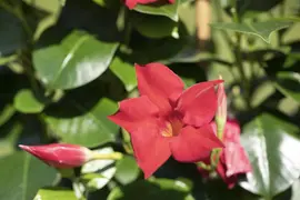 Mandevilla sanderi, rot (Mandevilla) - afbeelding 18