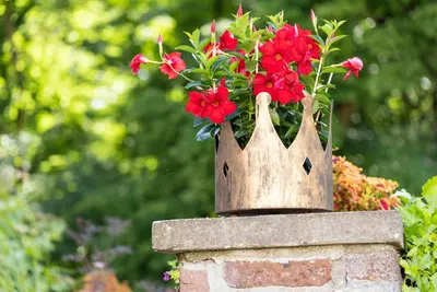 Mandevilla sanderi, rot (Mandevilla) - afbeelding 20
