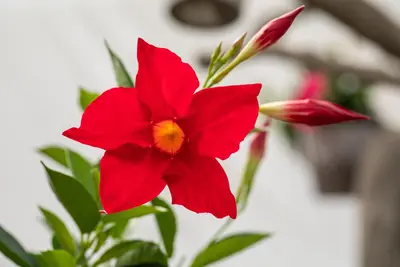 Mandevilla sanderi, rot (Mandevilla) - afbeelding 22