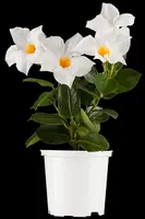 Mandevilla sanderi 'Sundaville'® (Mandevilla) - afbeelding 12