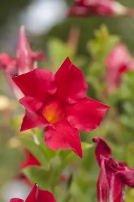 Mandevilla sanderi 'Sundaville'® (Mandevilla) - afbeelding 4