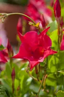 Mandevilla sanderi 'Sundaville'® (Mandevilla) - afbeelding 9