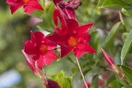 Mandevilla sanderi 'Sundaville'® (Mandevilla) - afbeelding 2