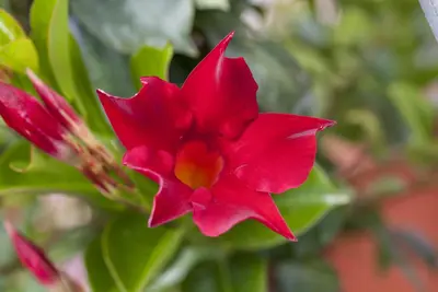 Mandevilla sanderi 'Sundaville'® (Mandevilla) - afbeelding 3