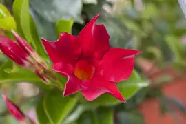 Mandevilla sanderi 'Sundaville'® (Mandevilla) - afbeelding 3
