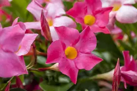 Mandevilla sanderi 'Sundaville'® (Mandevilla) - afbeelding 6