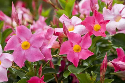Mandevilla sanderi 'Sundaville'® (Mandevilla) - afbeelding 7