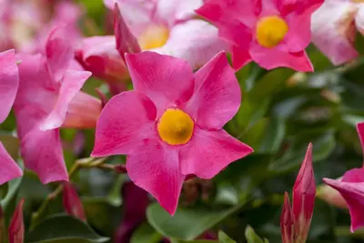Mandevilla sanderi 'Sundaville'® (Mandevilla) - afbeelding 8