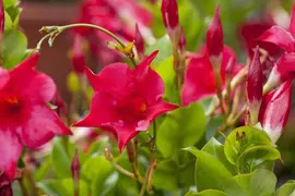 Mandevilla sanderi 'Sundaville'® (Mandevilla) - afbeelding 10