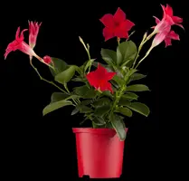 Mandevilla sanderi 'Sundaville'® (Mandevilla) - afbeelding 11