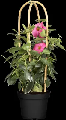 Mandevilla sanderi Sundaville® 'Rio', Pyramide (Mandevilla 'Sundaville® 'Rio'') - afbeelding 4