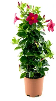 Mandevilla sanderi Sundaville® 'Rio', Pyramide (Mandevilla 'Sundaville® 'Rio'') - afbeelding 1