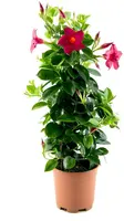 Mandevilla sanderi Sundaville® 'Rio', Pyramide (Mandevilla 'Sundaville® 'Rio'') - afbeelding 1