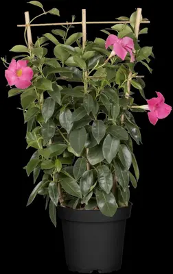 Mandevilla sanderi Sundaville® 'Rio', Pyramide (Mandevilla 'Sundaville® 'Rio'') - afbeelding 3