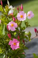 Mandevilla sanderi Sundaville® 'Rio', Pyramide (Mandevilla 'Sundaville® 'Rio'') - afbeelding 2