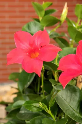 Mandevilla sanderi Sundaville® 'Rio', Pyramide (Mandevilla 'Sundaville® 'Rio'') - afbeelding 6