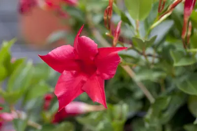 Mandevilla sanderi Sundaville® 'Rio', Pyramide (Mandevilla 'Sundaville® 'Rio'') - afbeelding 1