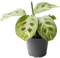 Maranta Cintho Variegata (Gebedsplant) 14cm - afbeelding 1