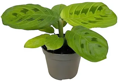 Maranta 'Lemon Lime' (Gebedsplant) 14cm - afbeelding 1