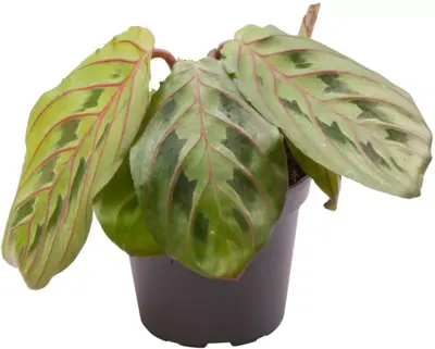 Maranta leuconeura 'Red stripe' (Tiengebodenplant) 13cm - afbeelding 1