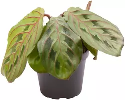 Maranta leuconeura 'Red stripe' (Tiengebodenplant) 13cm kopen?