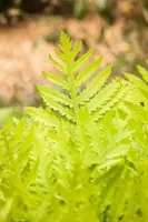 Matteuccia struthiopteris (Struisvaren) - afbeelding 2