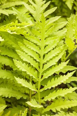 Matteuccia struthiopteris (Struisvaren) - afbeelding 3
