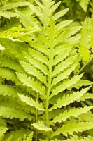 Matteuccia struthiopteris (Struisvaren) - afbeelding 3