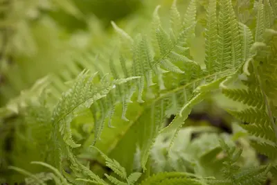 Matteuccia struthiopteris (Struisvaren) - afbeelding 1