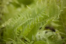 Matteuccia struthiopteris (Struisvaren) - afbeelding 1