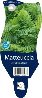 Matteuccia struthiopteris (Trechtervaren) - afbeelding 1