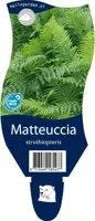 Matteuccia struthiopteris (Trechtervaren) - afbeelding 1