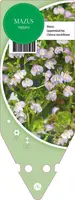 Mazus Reptans () - afbeelding 1