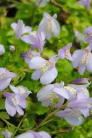 Mazus Reptans () - afbeelding 3