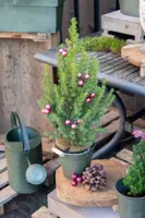 Mega Collections Plantenemmer Zink 1L - Ø13x11cm - Vintage Groen - afbeelding 2