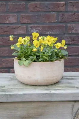 Mega Collections Schaal/Bloempot Terracotta - Ø21 x H10 cm - Whitewash - afbeelding 3