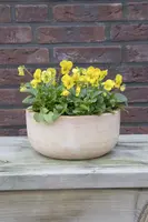 Mega Collections Schaal/Bloempot Terracotta - Ø30 x H14 cm - Whitewash - afbeelding 3