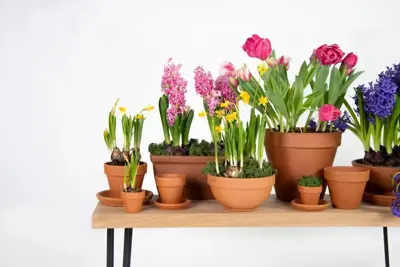 Mega Collections Terracotta Bloempot Ø5cm - afbeelding 2