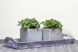 Melissa officinalis (Citroenmelisse) ø14 cm - afbeelding 3