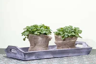 Melissa officinalis (Citroenmelisse) ø14 cm - afbeelding 4