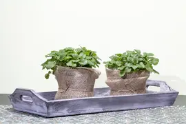Melissa officinalis (Citroenmelisse) ø14 cm - afbeelding 4